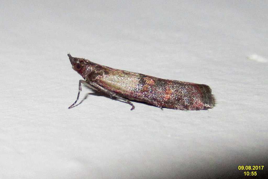 Hidden Larvae: The Real Culprits (image credits: flickr)