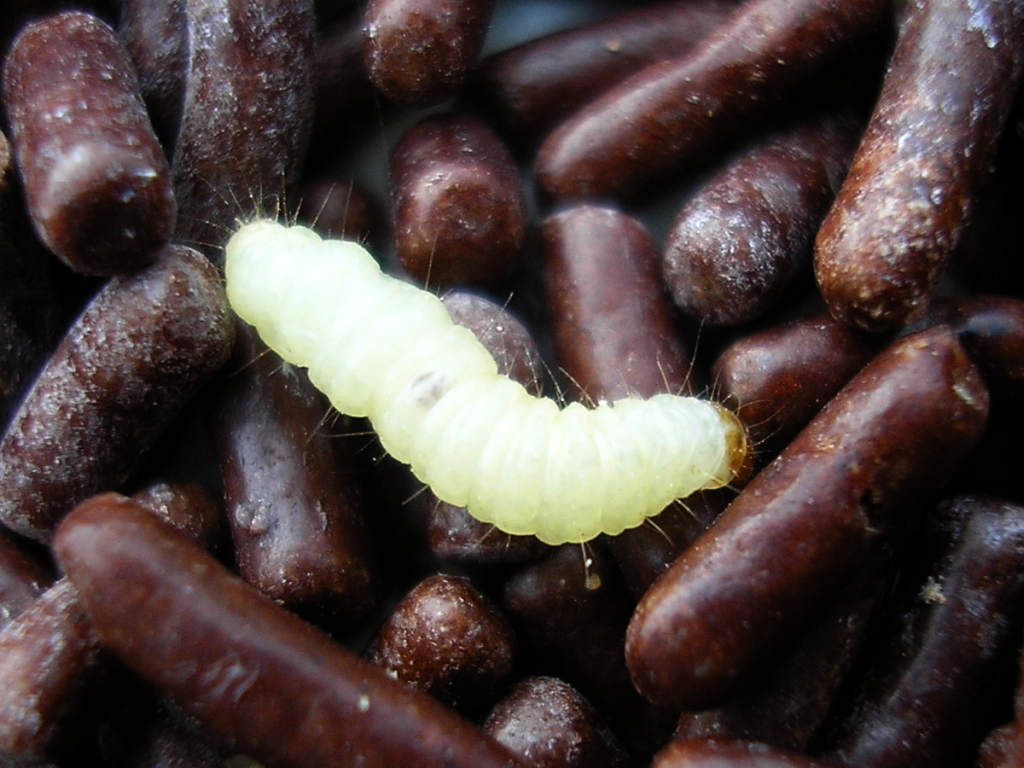 The Inspection Challenge (image credits: By Pudding4brains, Public domain, https://commons.wikimedia.org/w/index.php?curid=1634930)