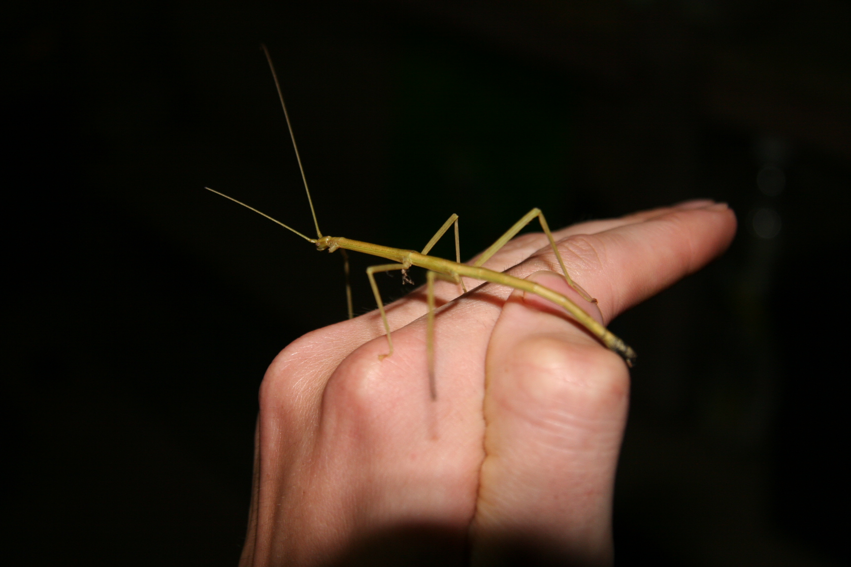 The Clone Army Phenomenon (image credits: Stick insect (Phasmatodea), CC BY 2.0, https://commons.wikimedia.org/w/index.php?curid=41959867)