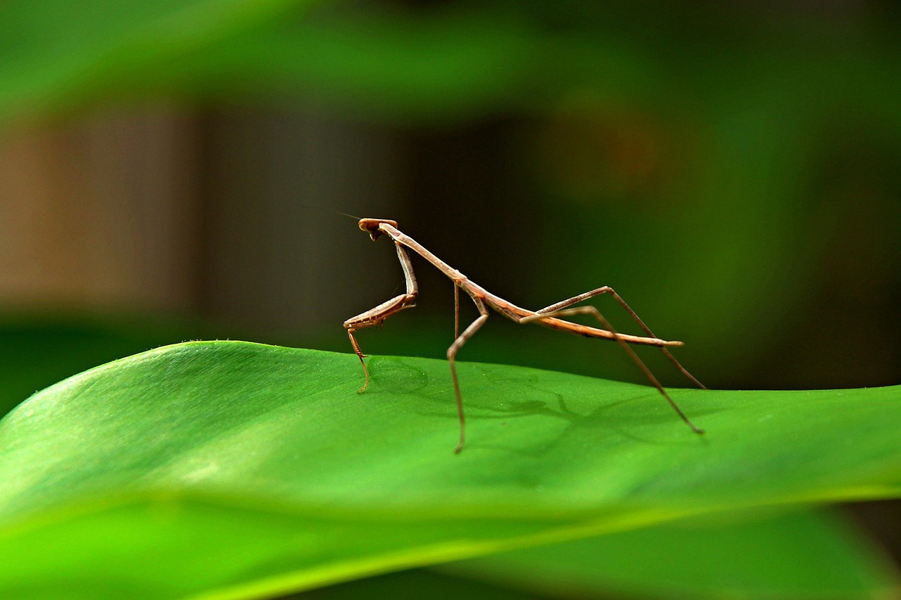 Survival in Hostile Environments (image credits: pixabay)
