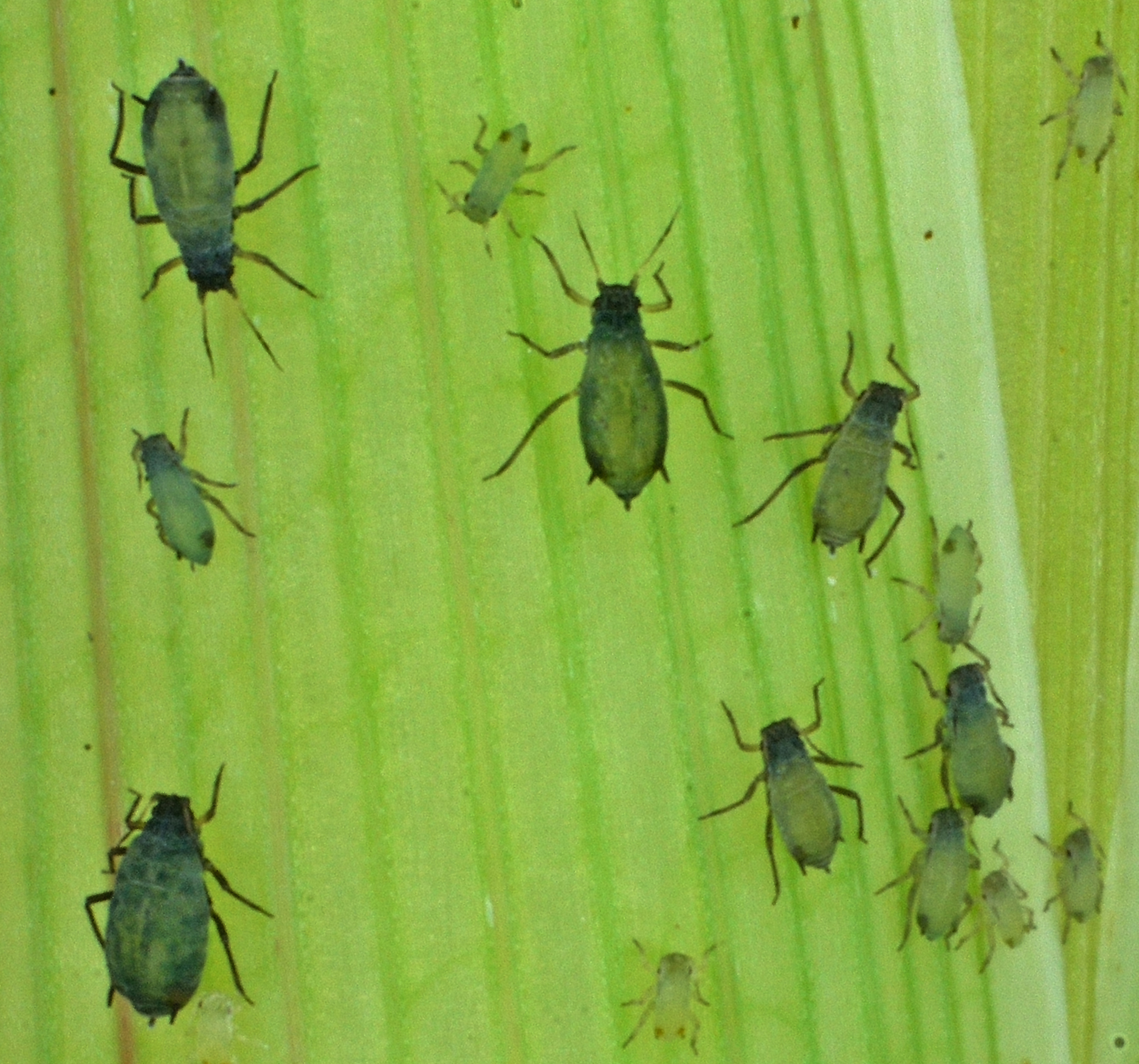 The Aphid Problem That's Bigger Than You Think (image credits: By GeorgJander, CC BY-SA 4.0, https://commons.wikimedia.org/w/index.php?curid=80040674)