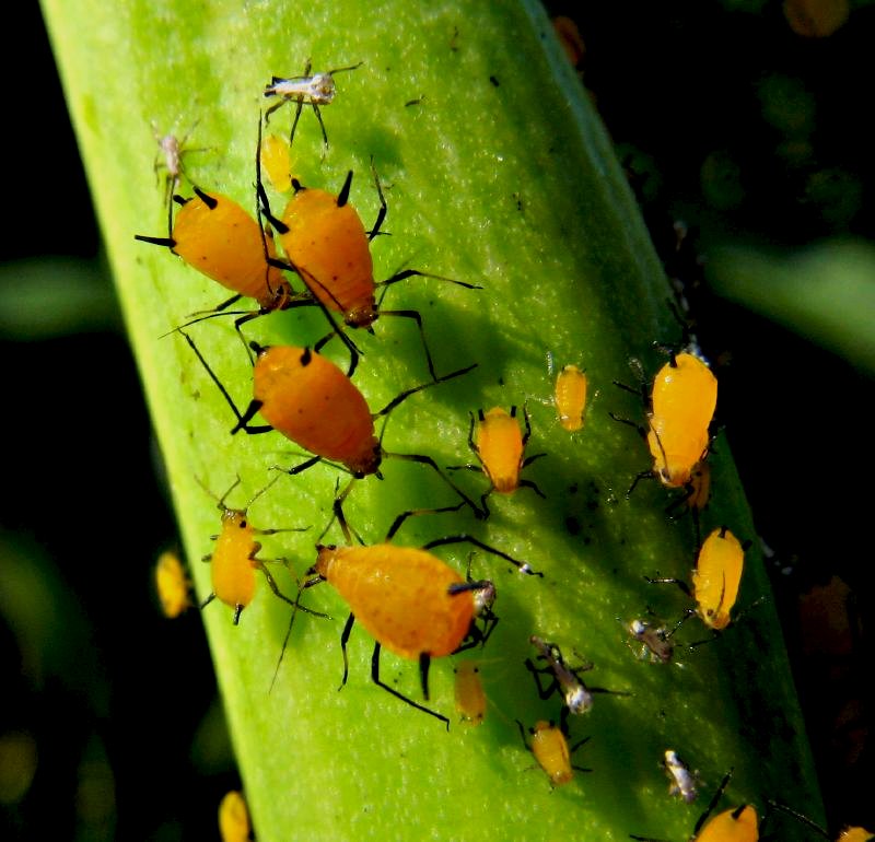 Seasonal Patterns and Population Dynamics (image credits: wikimedia)