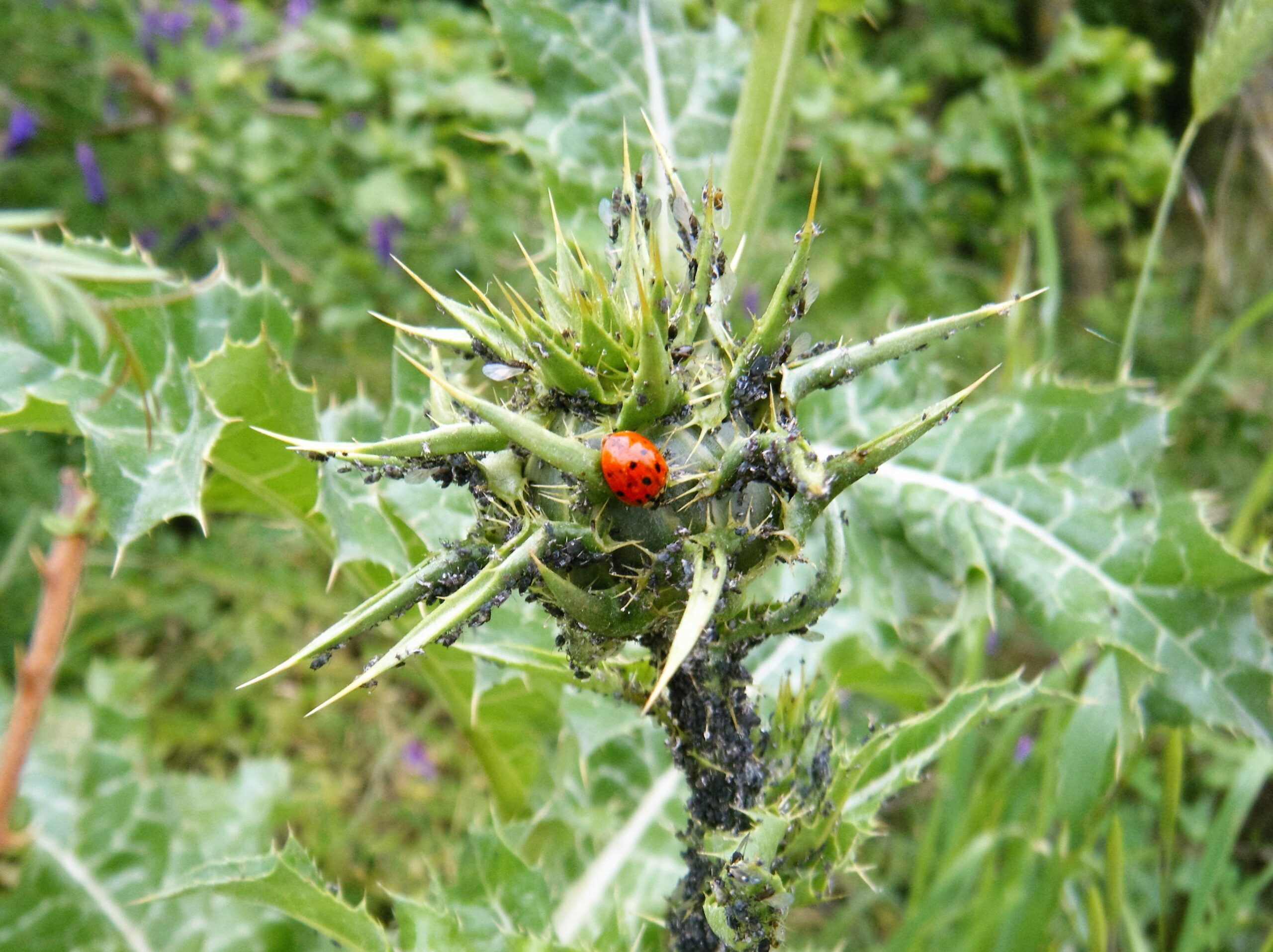 Why Size Doesn't Matter in Pest Control (image credits: wikimedia)