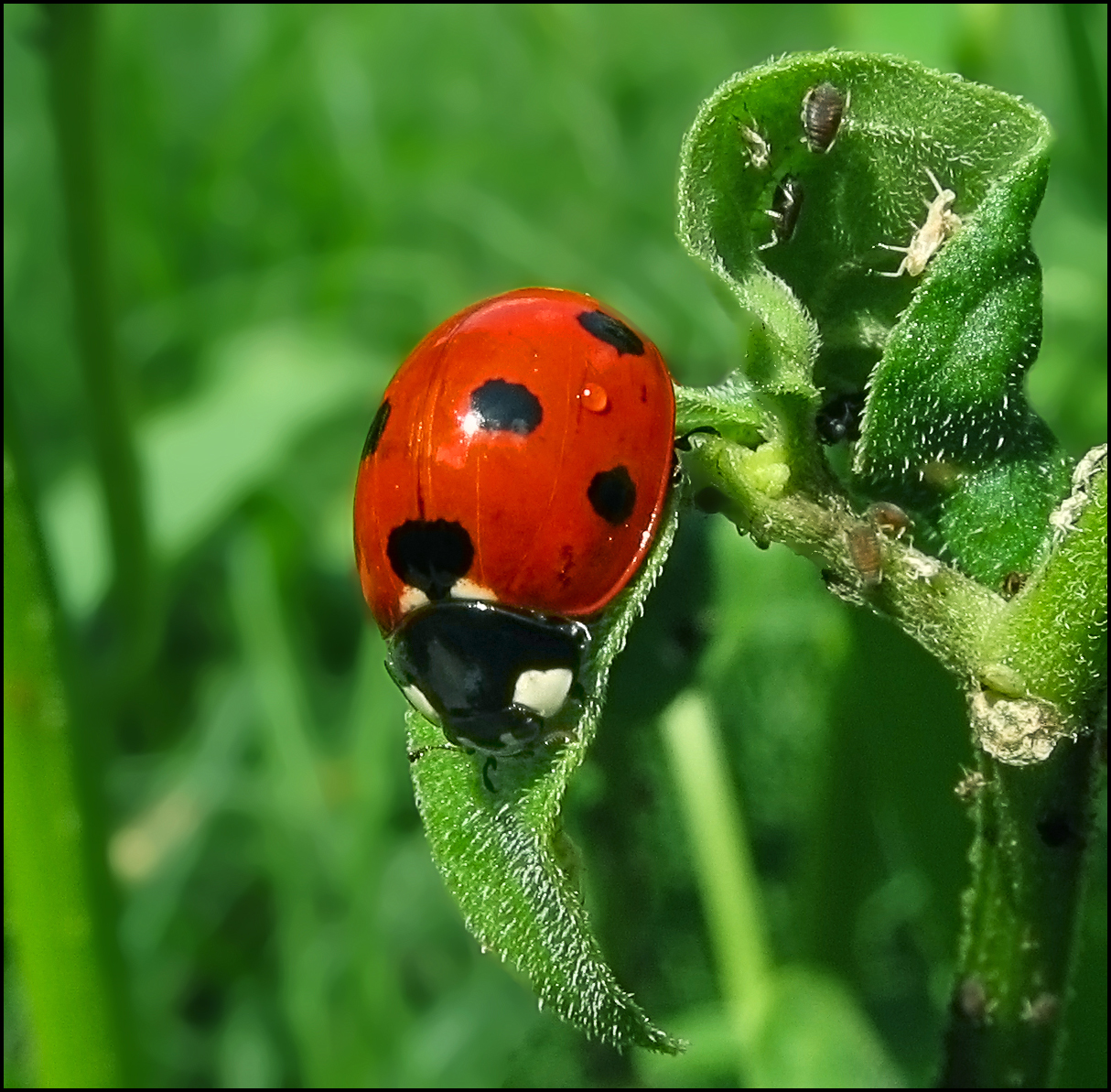 The Role of Native vs. Introduced Species (image credits: wikimedia)