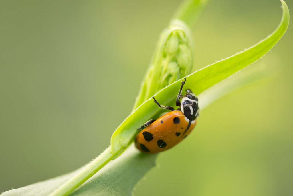 The Future of Biological Pest Control (image credits: flickr)