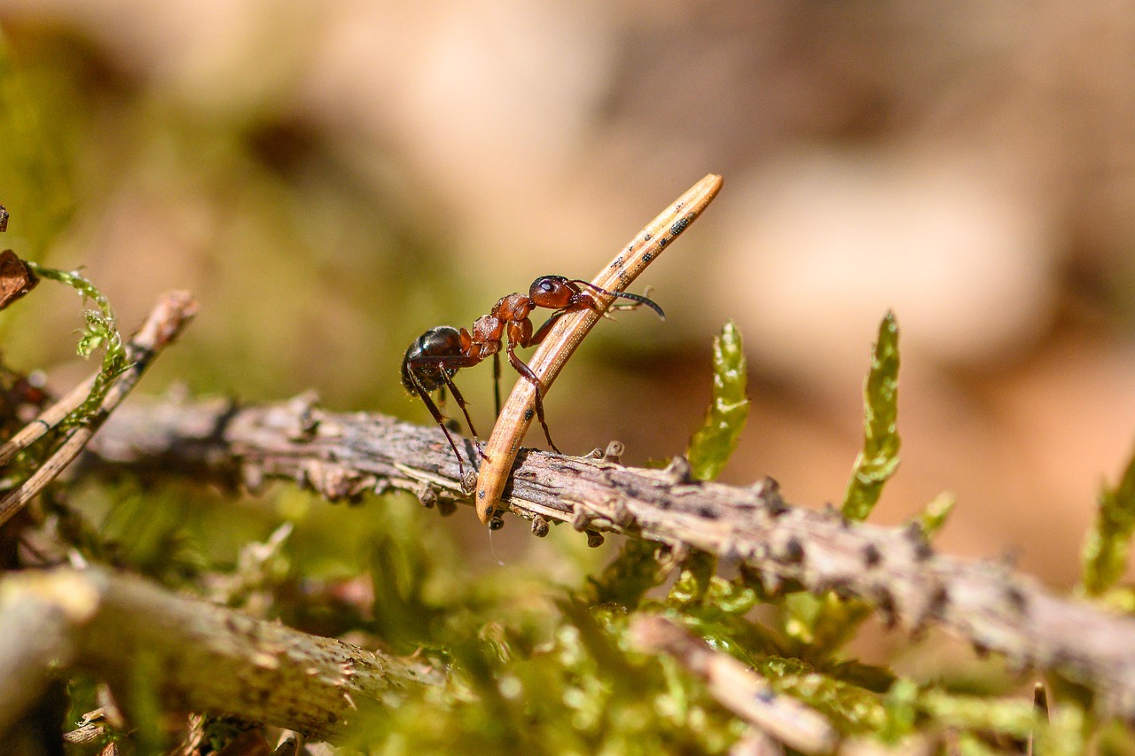 Summoning the Bodyguards (image credits: pixabay)