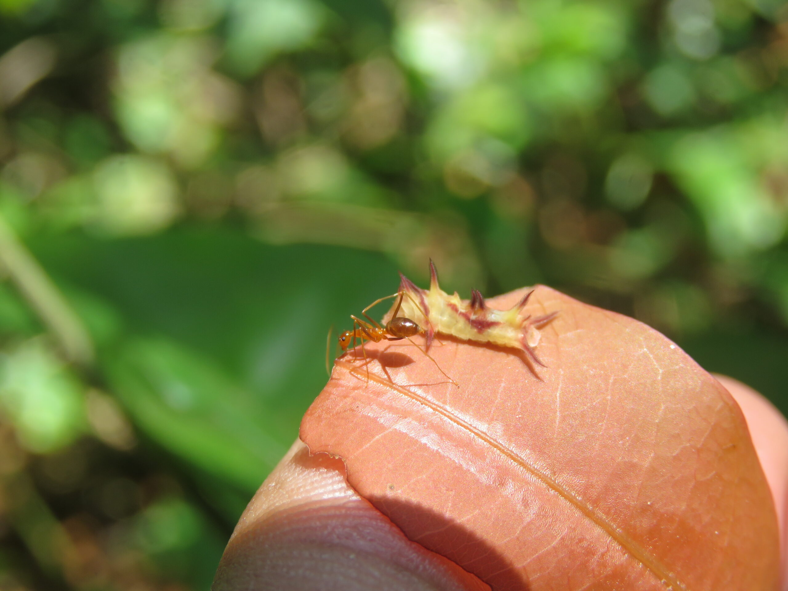 The Ant-Caterpillar Alliance (image credits: wikimedia)