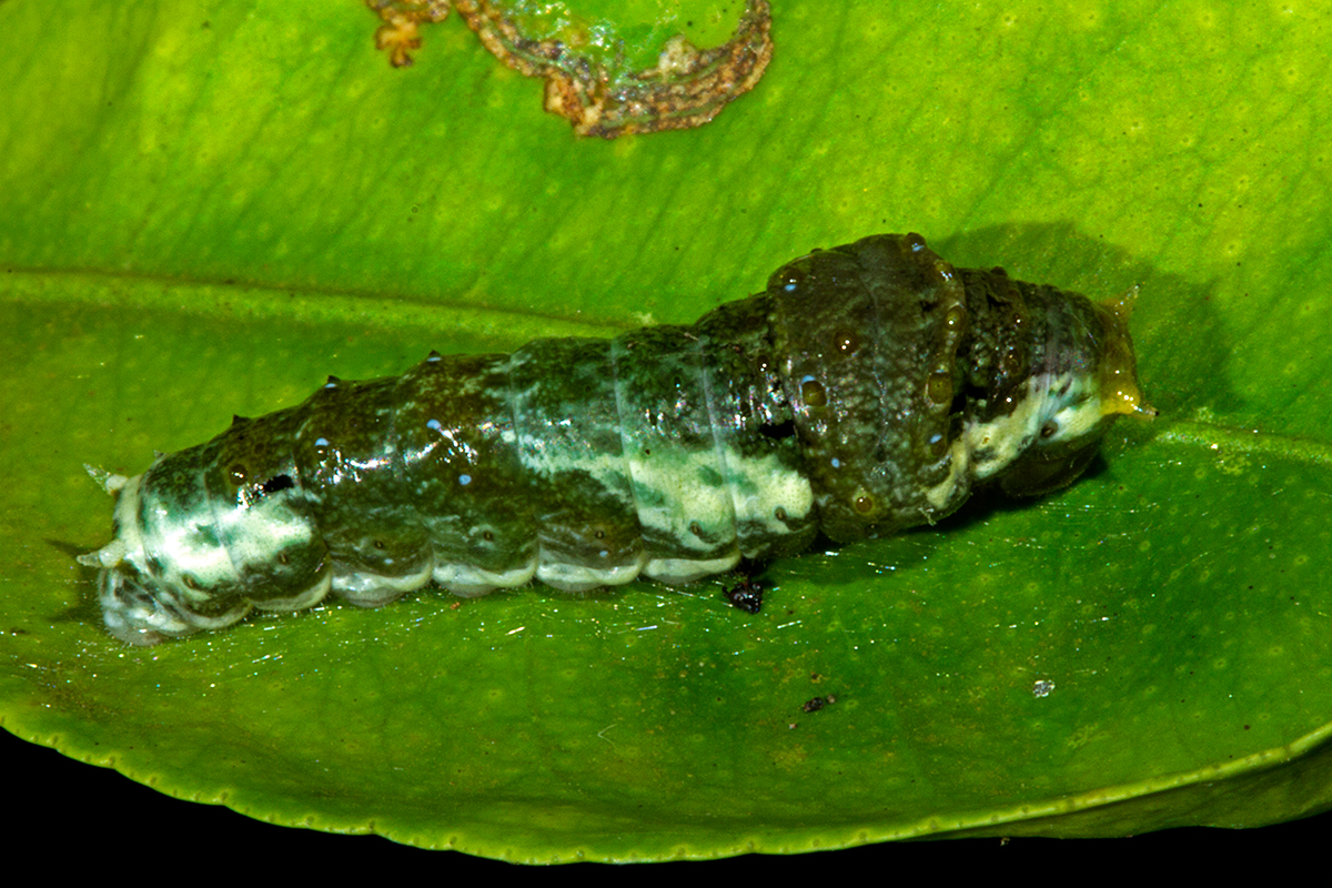 Conservation Implications (image credits: wikimedia)