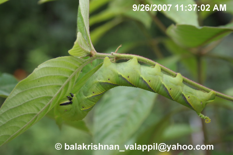 Other Surprising Caterpillar Sounds (image credits: wikimedia)