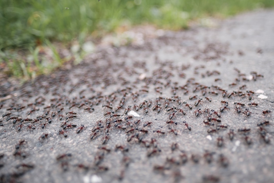 The Scent Trail Highway System (image credits: unsplash)