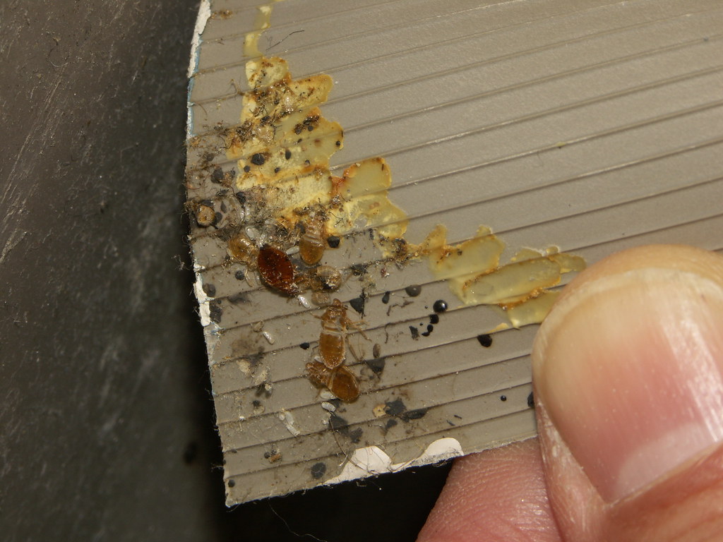 The Science Behind Bed Bug Hiding Behavior (image credits: flickr)