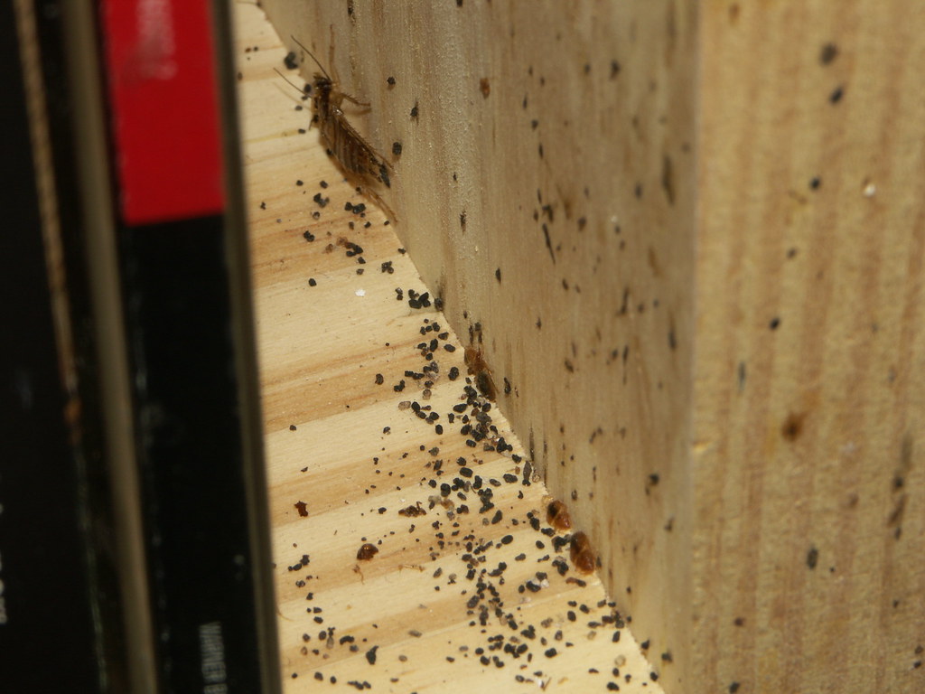 Warning Signs Your Baseboards Are Bug Hotels (image credits: flickr)