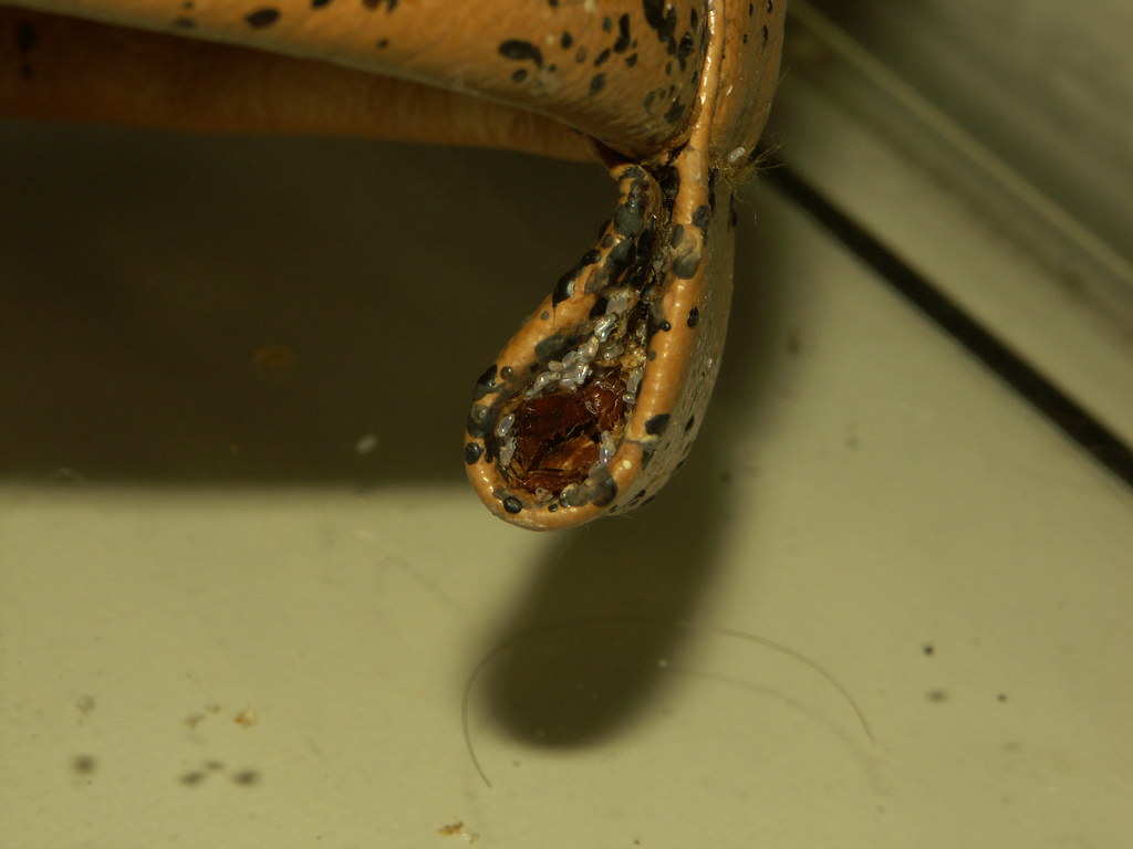 The Long-Term Impact of Baseboard Infestations (image credits: flickr)