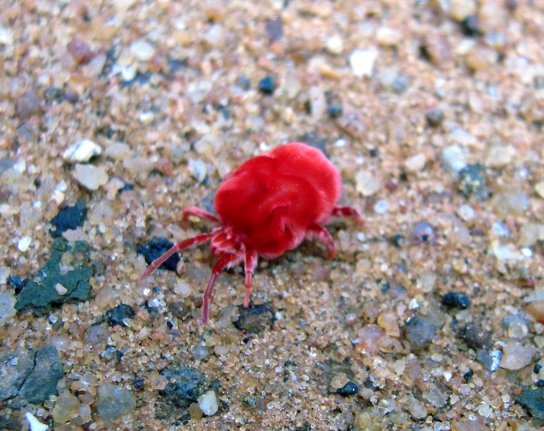 Ecosystem Engineers Operating in Miniature (image credits: wikimedia)