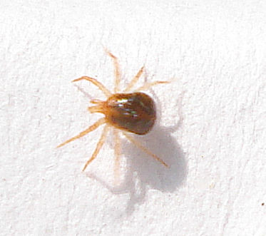 Remarkable Reproductive Strategies (image credits: flickr)