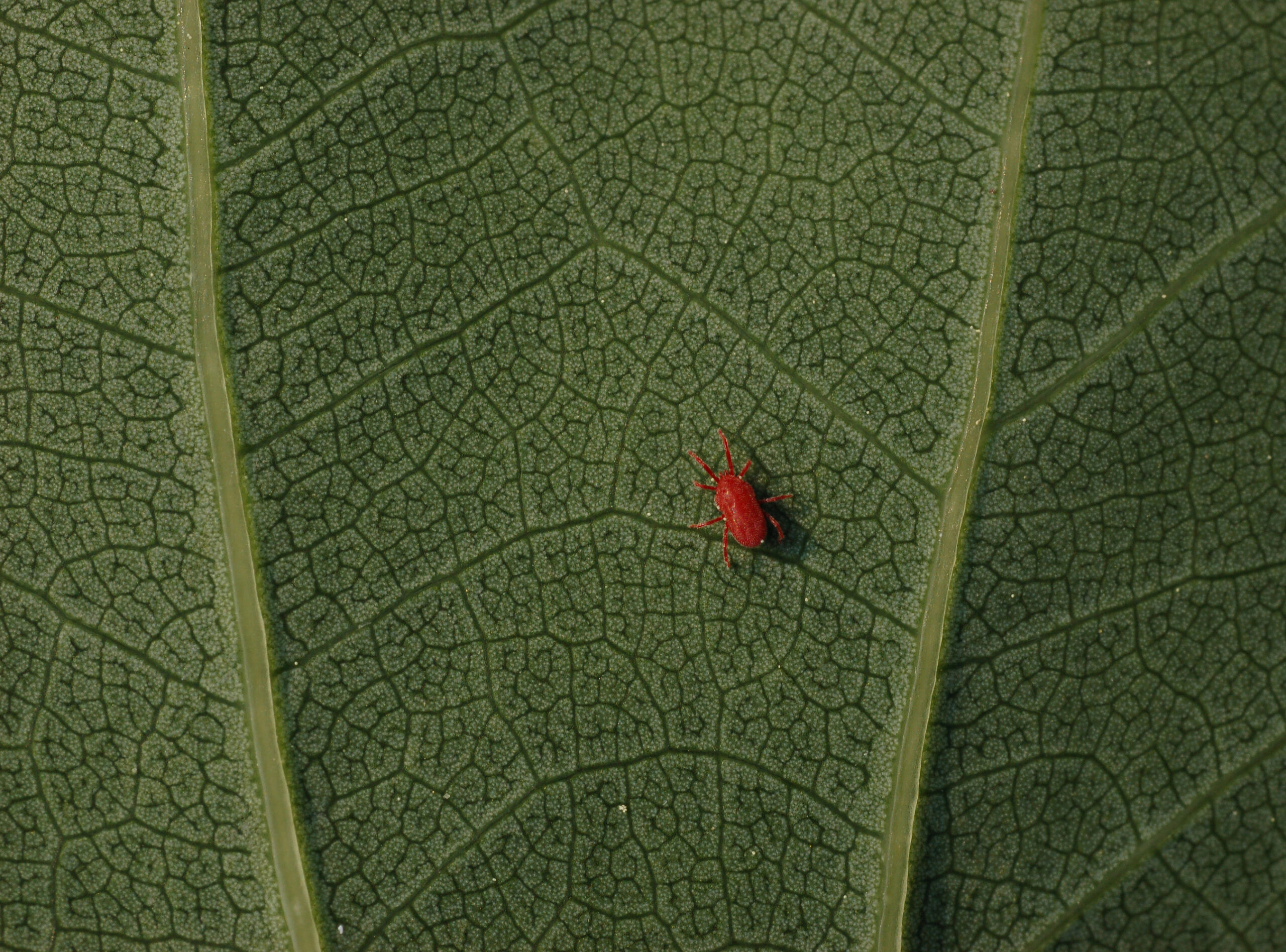 The Hidden World of Mite Communication (image credits: Self-photographed, GFDL 1.2, https://commons.wikimedia.org/w/index.php?curid=2185092)