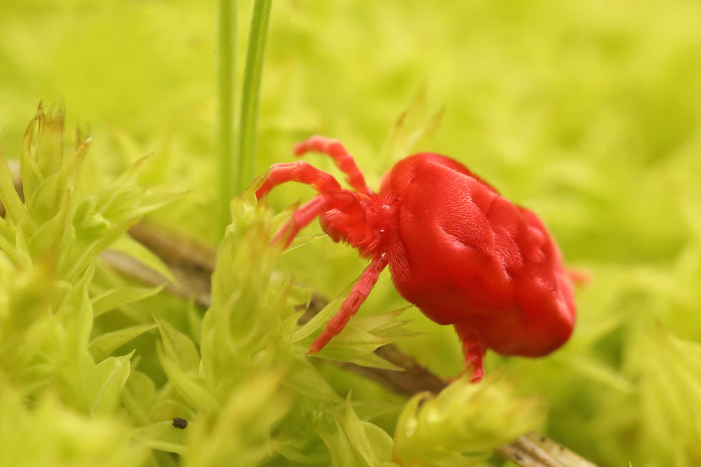 Symbiotic Relationships That Defy Logic (image credits: flickr)