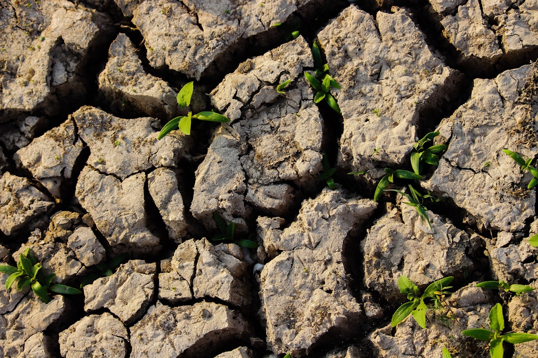 Climate Change Champions (image credits: unsplash)