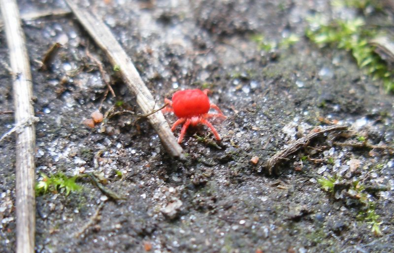 The Dark Side of Mite Success (image credits: Red mite

Uploaded by Jacopo Werther, CC BY 2.0, https://commons.wikimedia.org/w/index.php?curid=25061343)