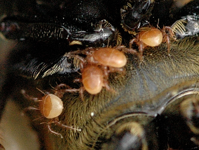 Mites as Indicators of Environmental Health (image credits: wikimedia)