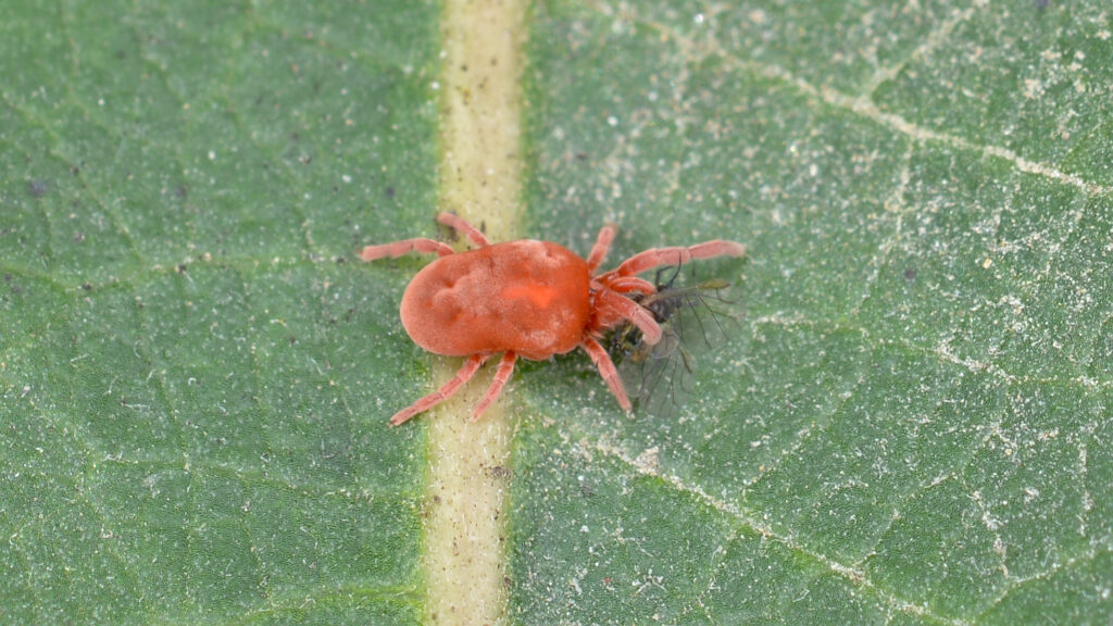 Are Mites Secretly the Most Successful Creatures on Earth?