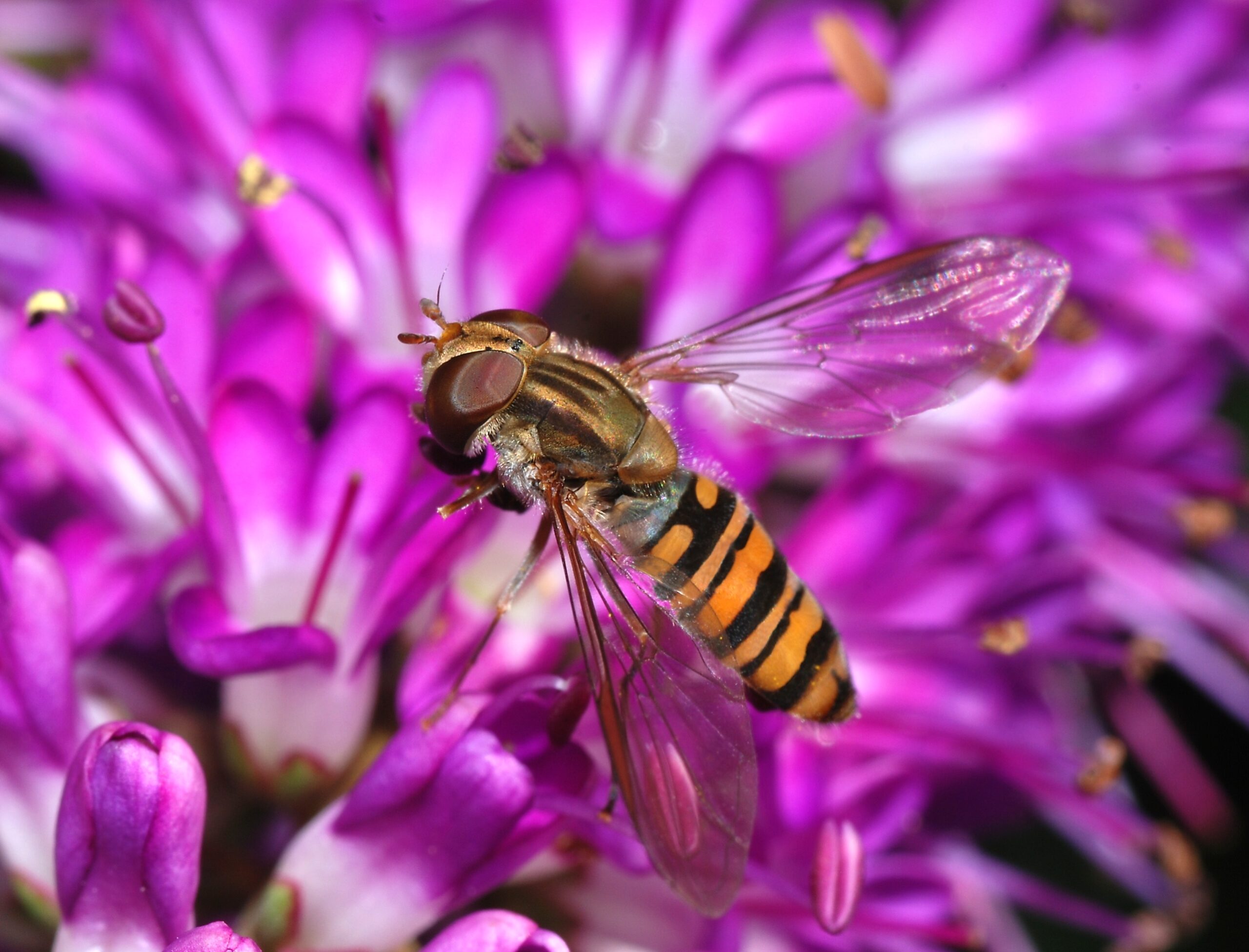 The Invisible Army in Your Backyard (image credits: wikimedia)