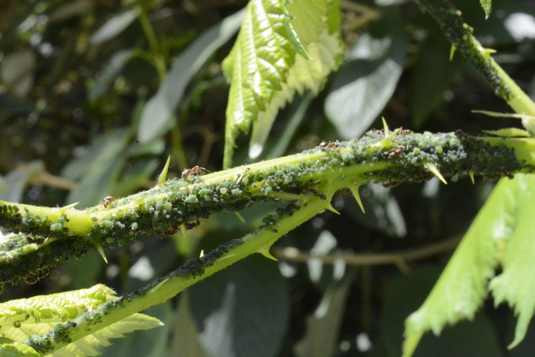 The Aphid Apocalypse: Understanding the Enemy (image credits: unsplash)