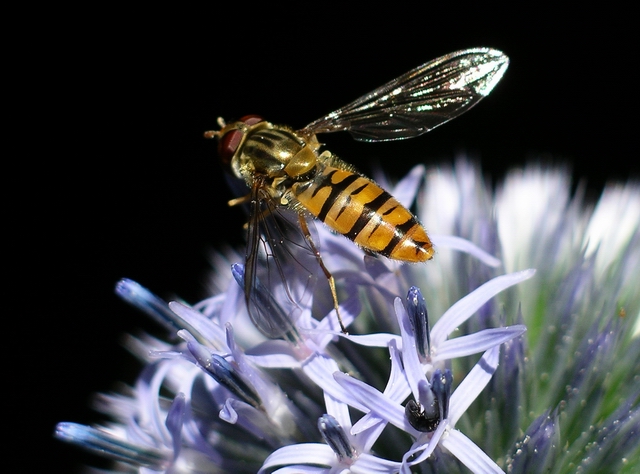 Meet the Hoverfly: Master of Disguise (image credits: wikimedia)