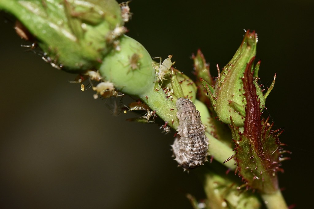 The Larval Killing Machine (image credits: flickr)