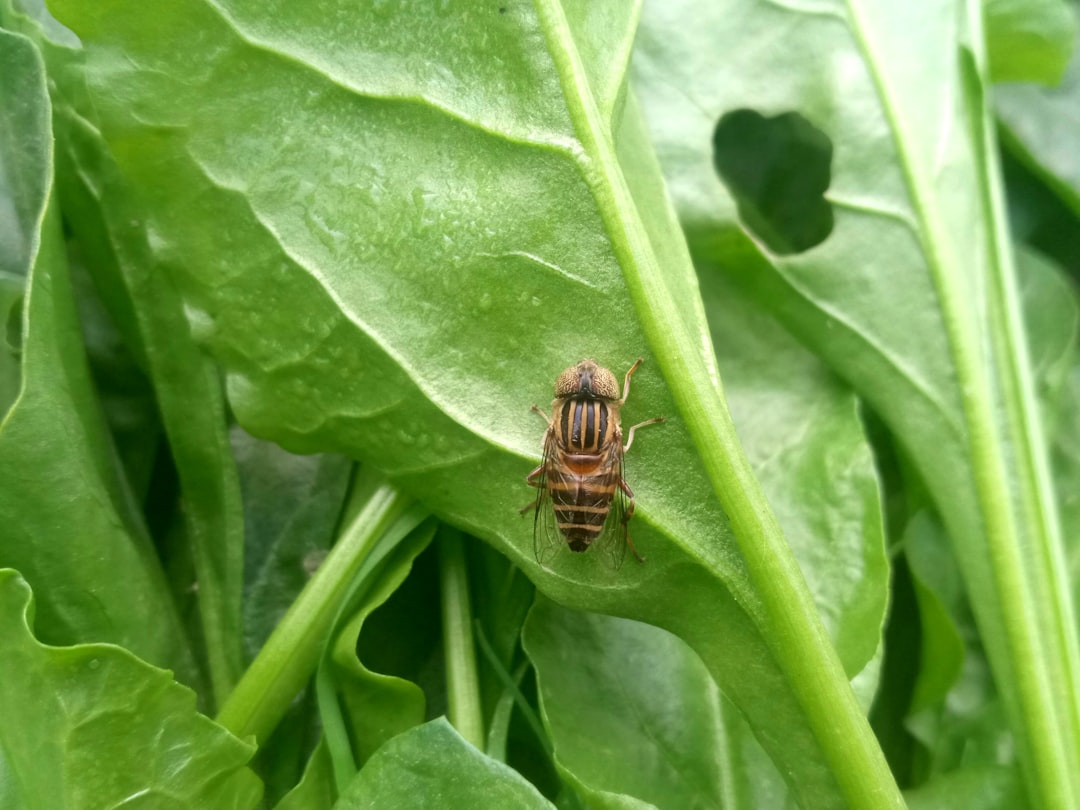 The Hunt Begins: Egg-Laying Strategy (image credits: unsplash)