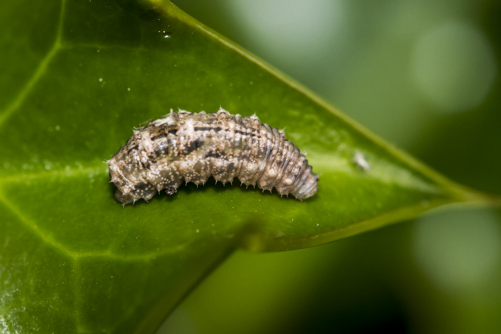 The Feeding Frenzy: How Larvae Consume Their Prey (image credits: flickr)