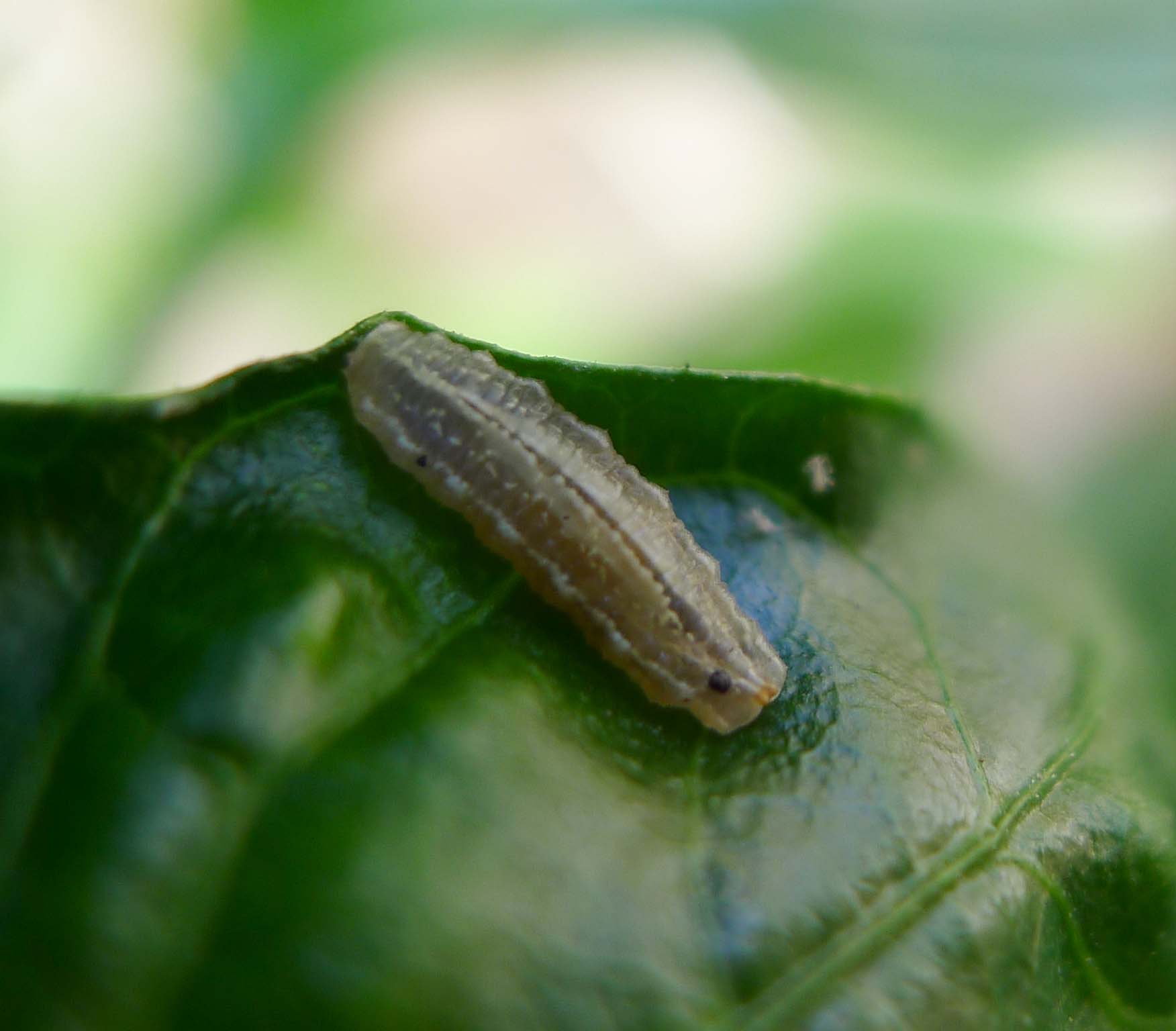 Chemical Warfare: The Biochemical Arsenal (image credits: Hoverfly larvae  on greenhouse peppers. Platycheirus species, CC BY 2.0, https://commons.wikimedia.org/w/index.php?curid=49872606)