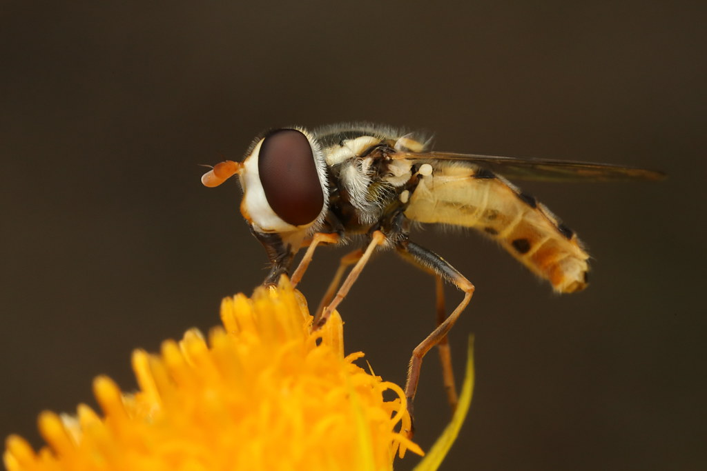 Adult Emergence: The Circle of Life Continues (image credits: flickr)