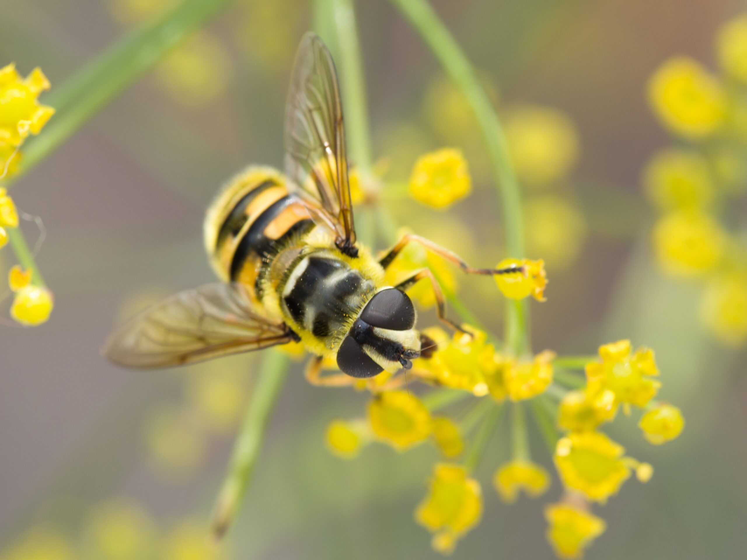 Seasonal Dynamics: Year-Round Pest Control (image credits: wikimedia)