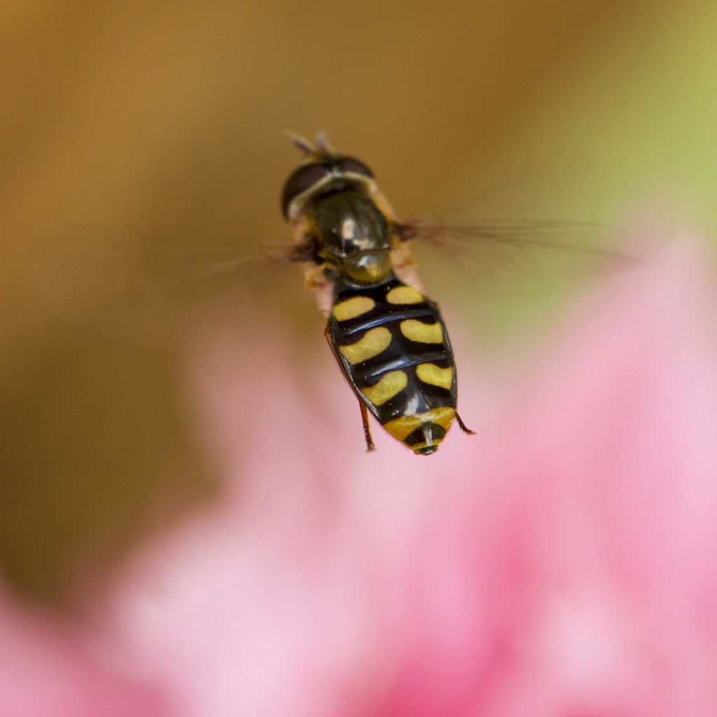 Maximizing Hoverfly Effectiveness in Your Garden (image credits: flickr)