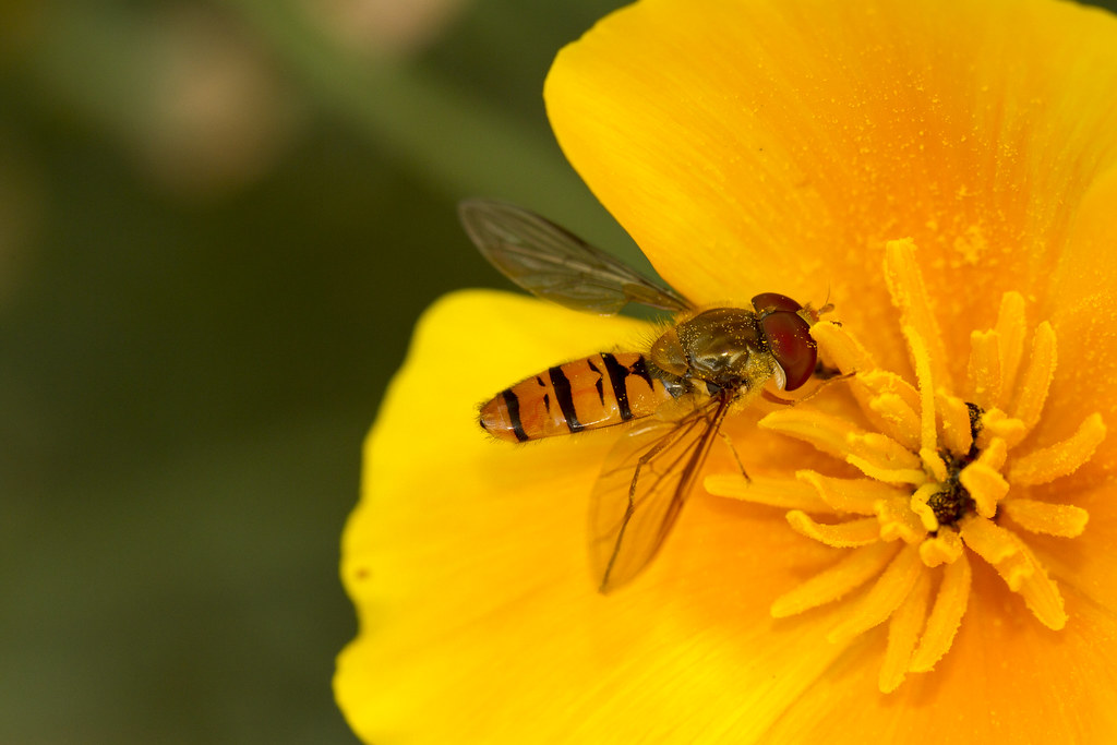 The Broader Ecological Impact (image credits: flickr)