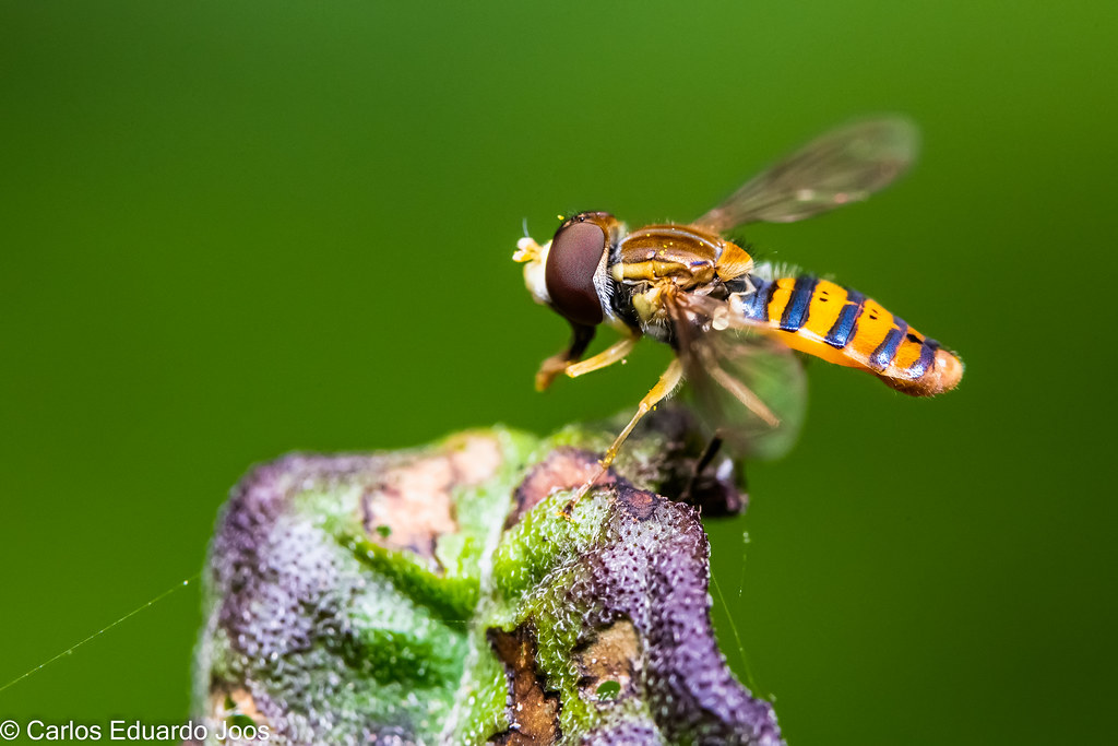 How Hoverflies Take Down Aphids in the Kitchen Garden