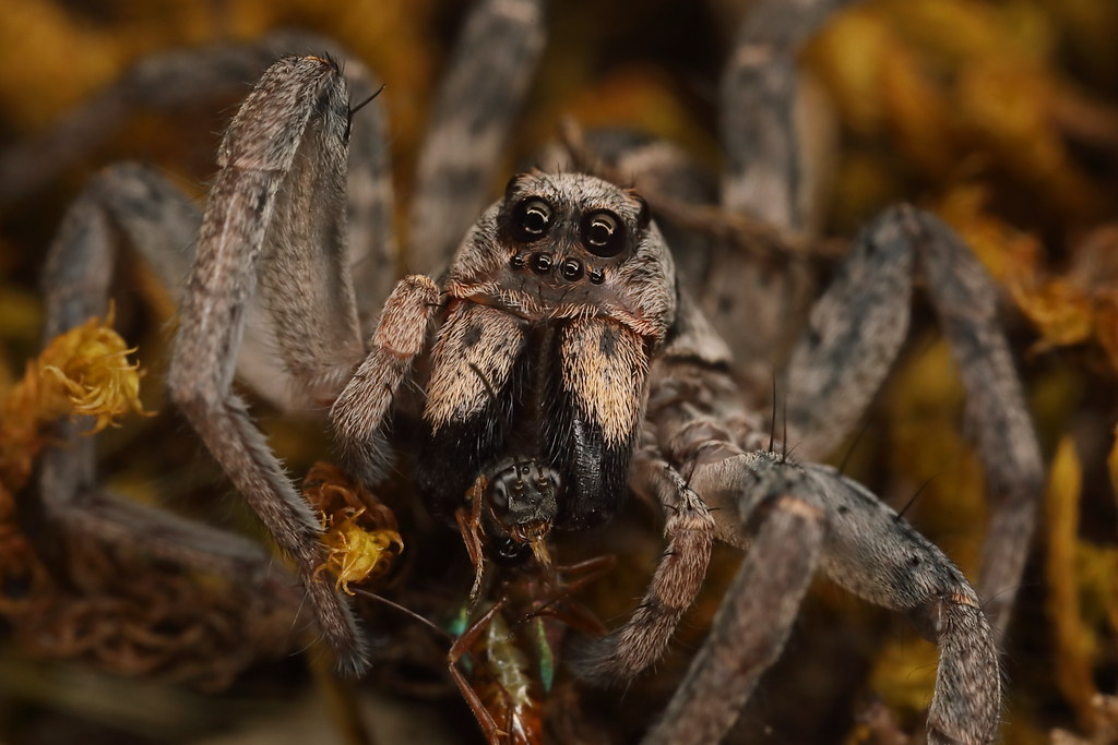 The Gentle Giant Wolf Spider (image credits: flickr)