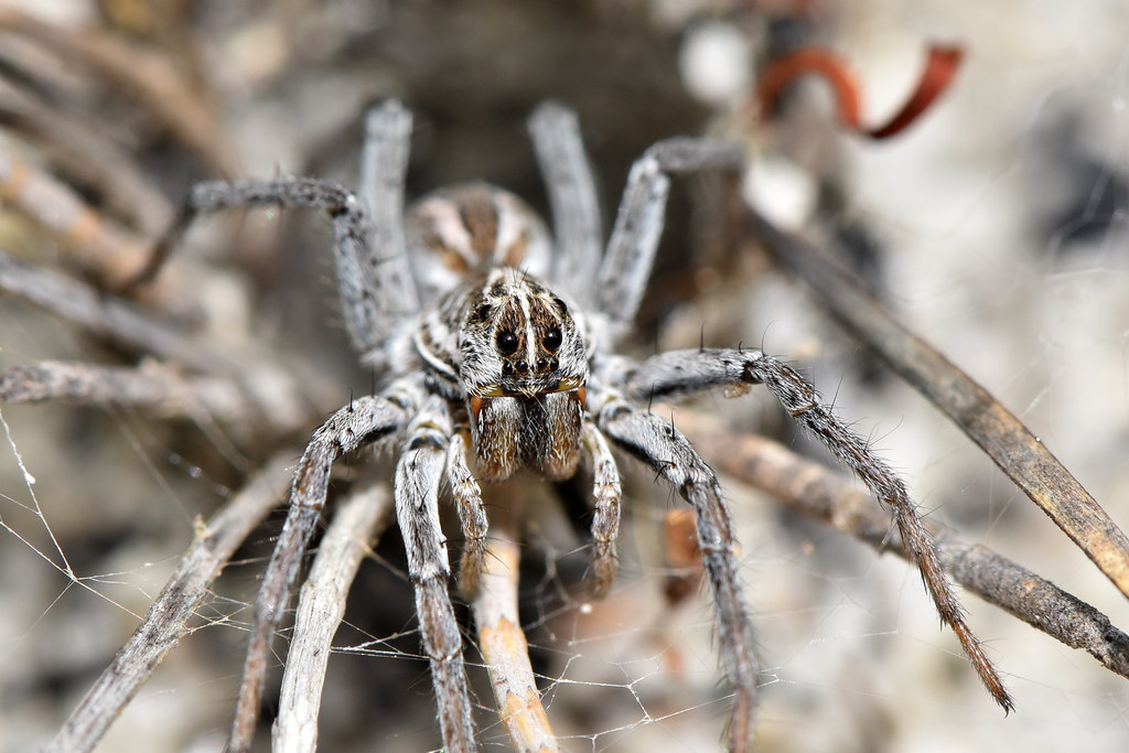 Why Wolf Spiders Get a Bad Reputation (image credits: flickr)