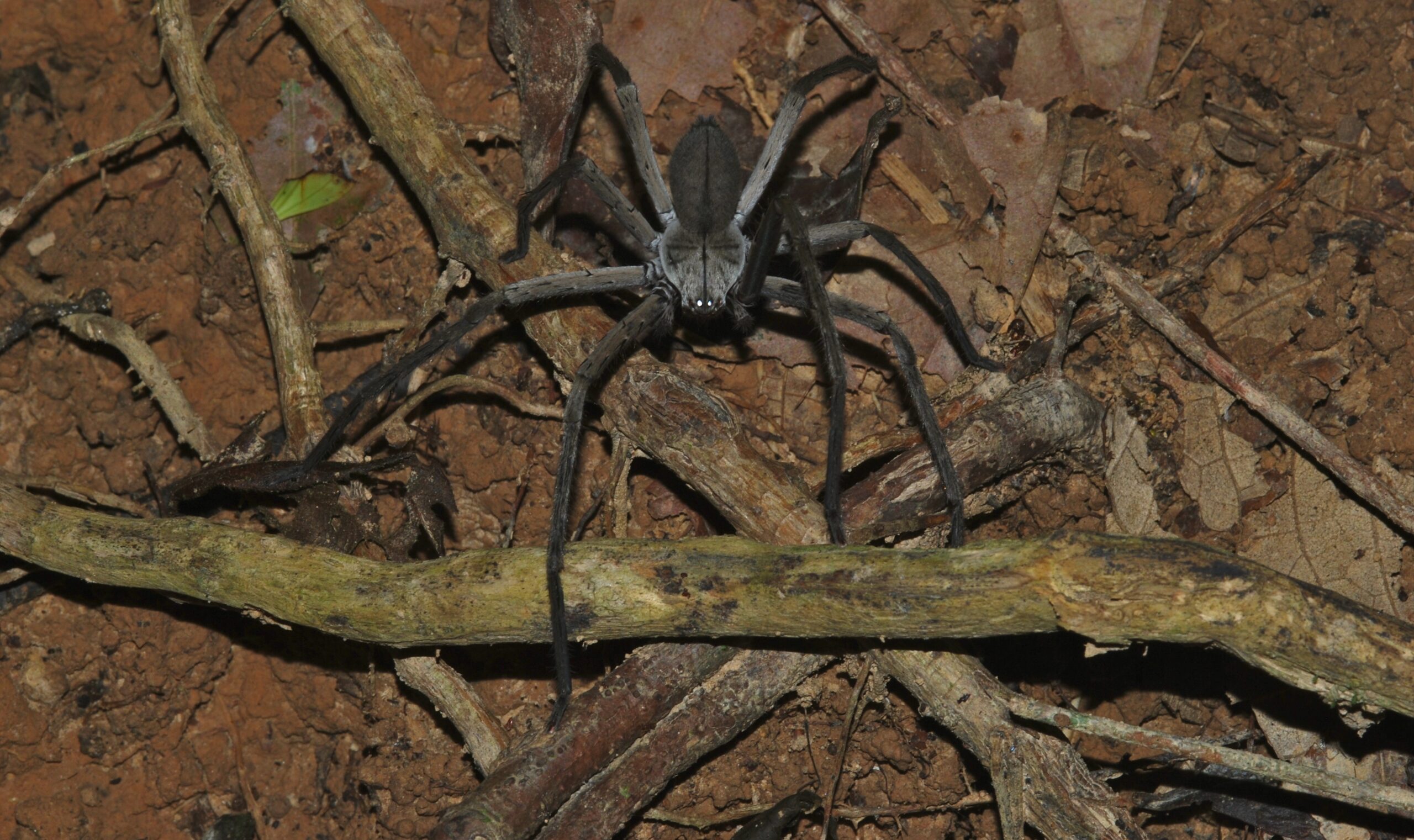 The Misunderstood Huntsman Spider (image credits: wikimedia)