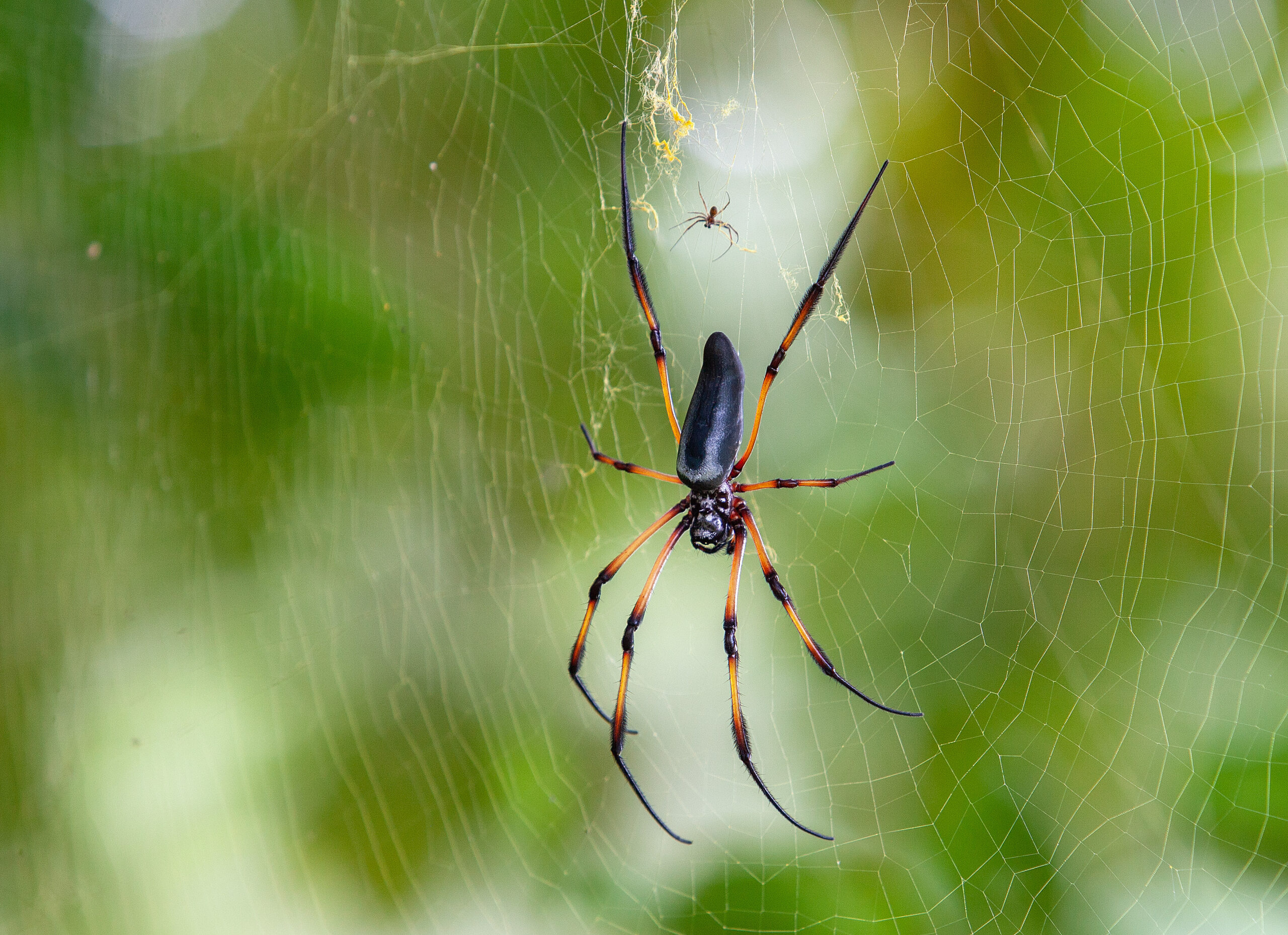 The Orb Weaver's Artistic Mastery (image credits: wikimedia)