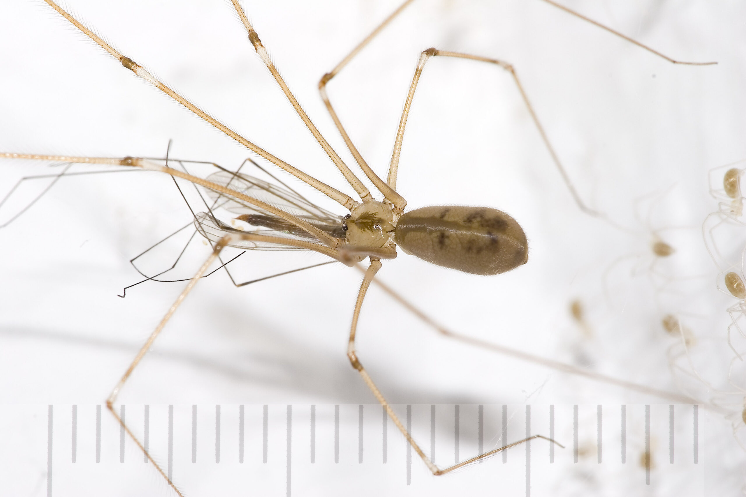 The Cellar Spider's Delicate Nature (image credits: wikimedia)