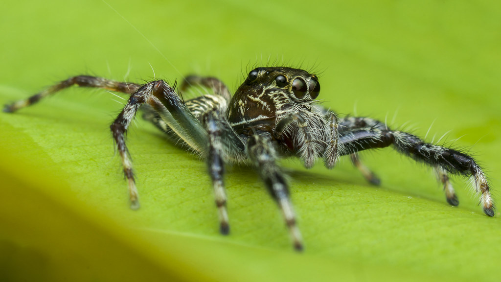 The Jumping Spider's Intelligence (image credits: flickr)