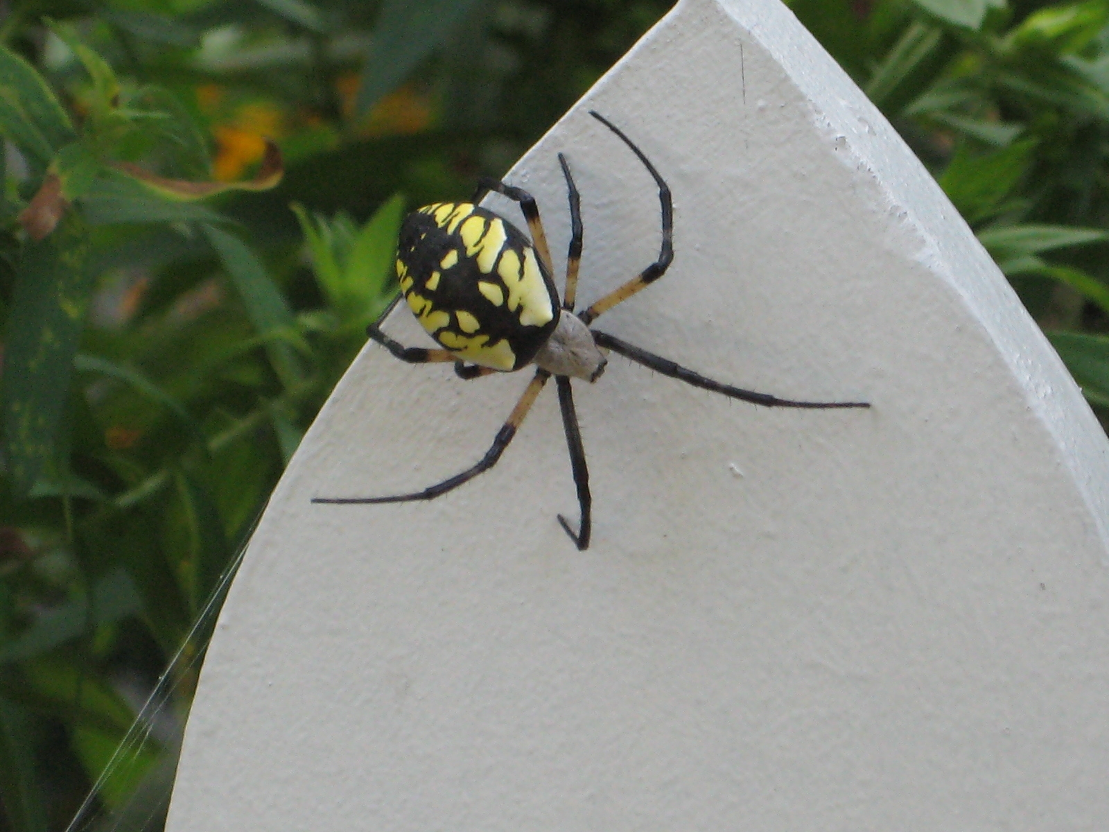 The Peaceful Garden Spider (image credits: wikimedia)