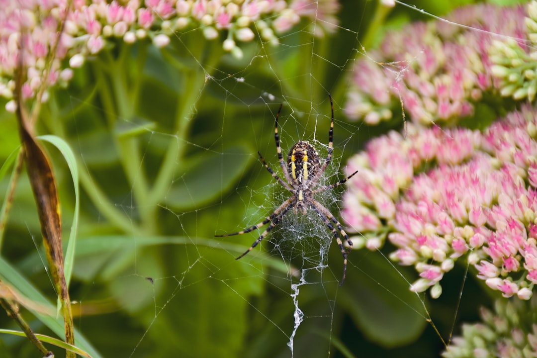 Garden Spider Seasonal Behavior (image credits: unsplash)