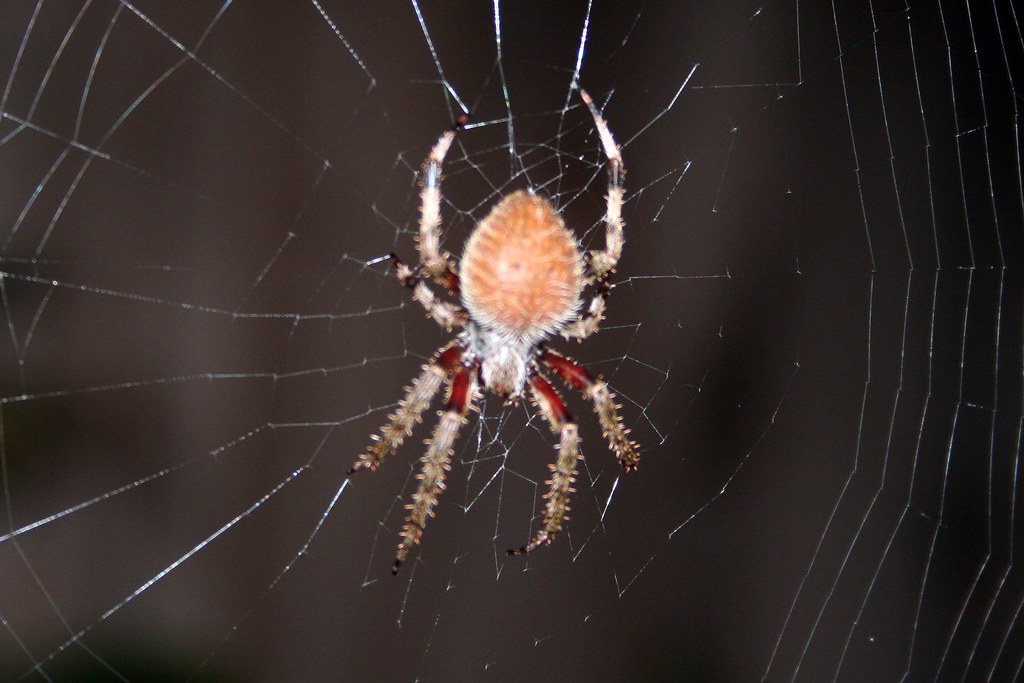 Common Myths About Spider Danger (image credits: flickr)