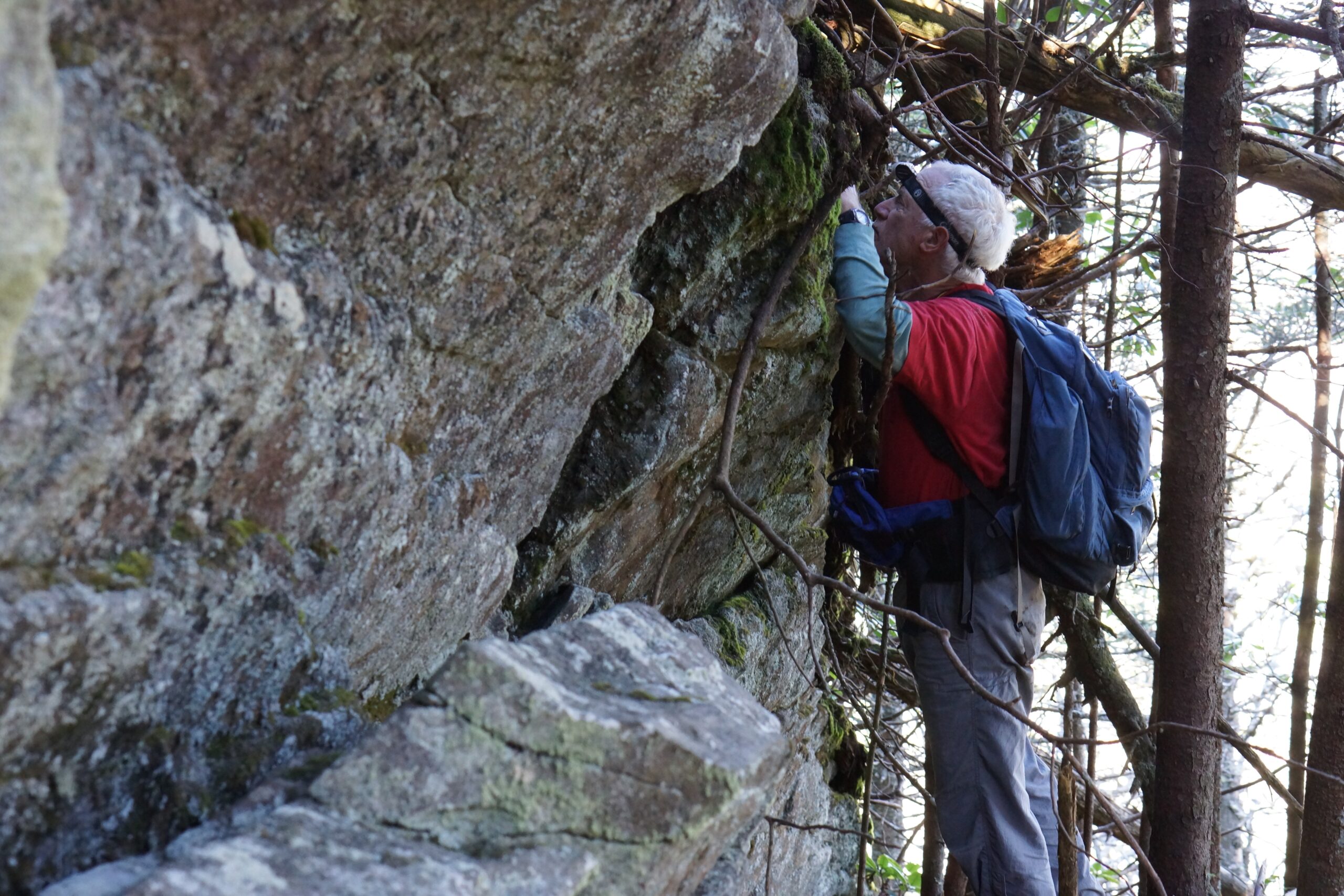 Spider Conservation and Ecological Importance (image credits: wikimedia)