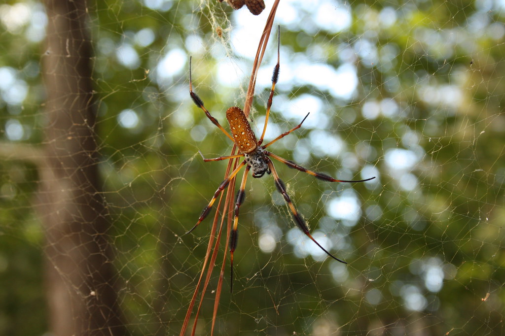 6 Spiders That Aren't as Scary as They Seem