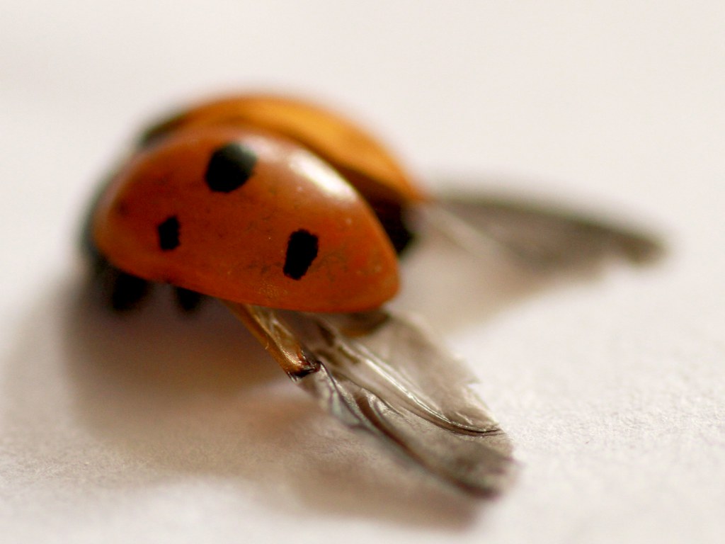 Natural Pest Control That Actually Works (image credits: flickr)