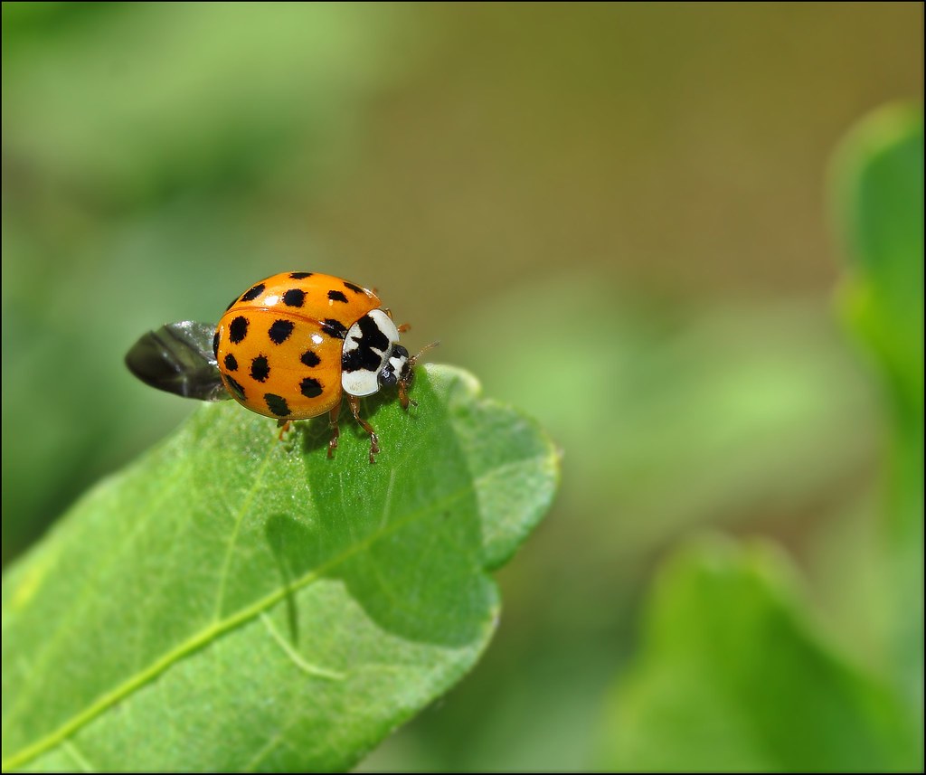 The Science of Ladybug Behavior Indoors (image credits: flickr)